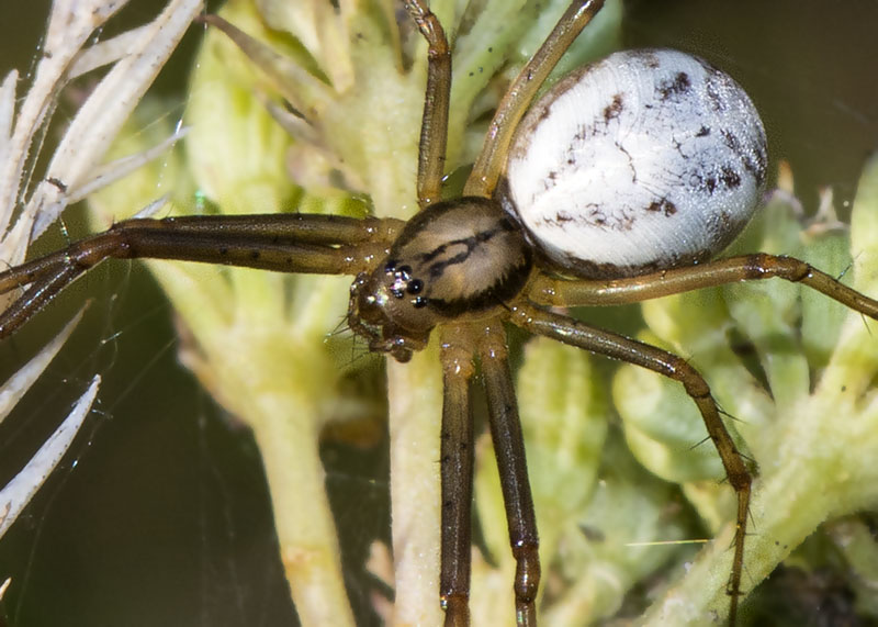 Larinioides sp ?  No,  Linyphia cfr. tenuipalpis  - P.N. del Gran Sasso